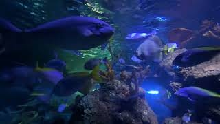 Majestic Large Fishes Swimming in a Stunning Aquarium [upl. by Nyasuh]