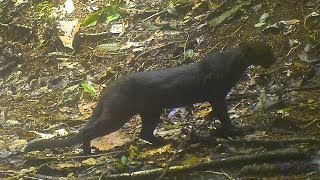 The Walking Jaguarundi  Trail Camera Trap Video Onza [upl. by Rudie]