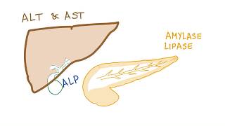 Liver and pancreatic enzymes explained  AST ALT GGT ALP Amylase amp Lipase [upl. by Gibby]