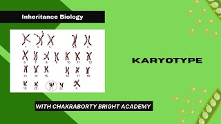 Karyotype [upl. by Carolann398]