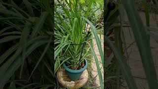 How to Grow Lemon or Fever Grass Cymbopogon Citratus in the UK  Uses amp Benefits [upl. by Fabio900]