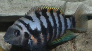 Cichlasoma nigrofasciatum Zebra Cichlid Цихлозомазебра [upl. by Ferd374]