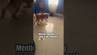 Hi I am Flora ☺️ shorts shortsvideo goldenretriever viraldog viral trending love bgm tamil [upl. by Jareb]