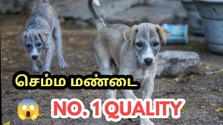 செம்ம மண்டை female sale 6381274326 NO 1 female  mandai dog [upl. by Naltiak249]