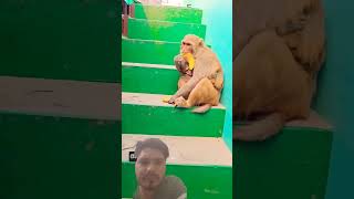 monkey funny animals comedy love newsong song punjabisong music punjabi [upl. by Siri100]