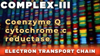 Coenzyme Q cytochrome c reductase  Complex III [upl. by Virgil]