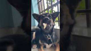 Lily …❤️ only 6 month old puppy  reaction puppy recation [upl. by Dnalram]