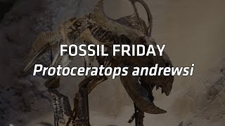 Protoceratops andrewsi  Fossil Friday [upl. by Kieran322]