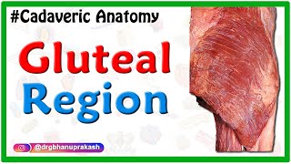 Gluteal region  Cadaveric Anatomy [upl. by Maitund]