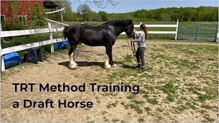 TRT Method of Mounting with a Draft Horse [upl. by Layap288]