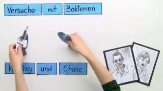 Bakterien  Der Versuch vo Hershey und Chase  Biologie  Genetik [upl. by Pierette69]