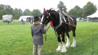 Shugborough  Heavy Horse  Shire [upl. by Weston324]