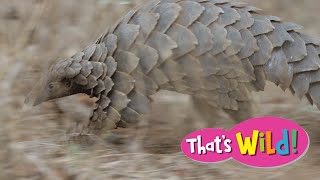 Pangolin Walking  Thats Wild [upl. by Ahseinek]