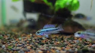 Apistogramma trifasciata [upl. by Coffin604]