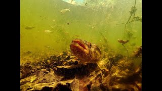 Fish of the Salobra River  Pantanal wetlands of Mato Grosso do Sul Brazil [upl. by Gib217]