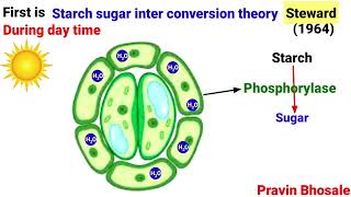 Opening and Closing of Stomata [upl. by Spears616]