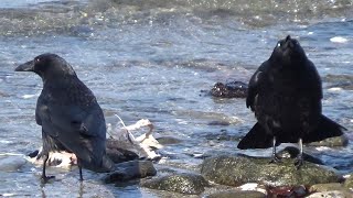 Carrion Crow  Corvus corone  Eat a variety of foods from January to April 2024 [upl. by Norval174]