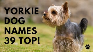 🐕 Yorkie Names 🐾 39 TOP 🐾 CUTE Yorkshire Terrier Names Ideas  Names [upl. by Lareneg]