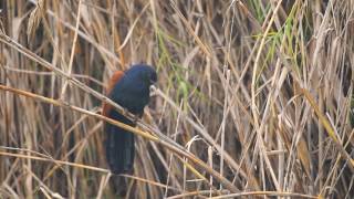 Greater coucal calling [upl. by Elli]