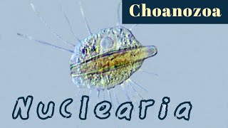 Nuclearia tries to eat a couple of diatoms Amoeba Choanozoa [upl. by Edmea577]