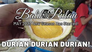 Penang Durian Season 2023 has begun at Lim Brothers Balik Pulau and a durian buffet at KOMTAR [upl. by Haslam]