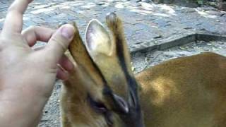 Bambi our muntjac deer [upl. by Dorkas]