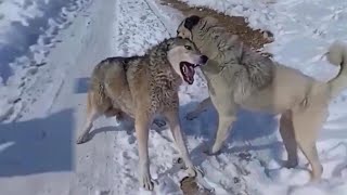 Top 10 Moments Kangals Attack Most Dangerous Wild Animals  Kangal Real Fights  Tough Creatures [upl. by Ivar]