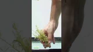 ROTALA ROTUNDIFOLIA GREEN Aquarium Plant For Sale [upl. by Ojyllek95]