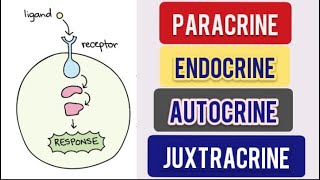 Cell Signalling Types  Paracrine  Autocrine  Endocrine  Juxtacrine CSIR NET Life Science [upl. by Sotos]