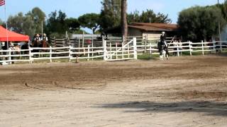 5 years old Murgese CARLETTO dressage show in Anzio LT Italy [upl. by Siekram]