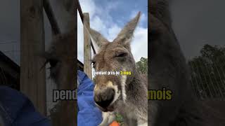 LAthlète des désert Australien 🦘 australia [upl. by Cello984]