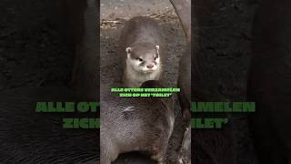 💩🚽 Ook otters doen hun boodschap op een gemeenschappelijk toilet otter toilet eindhovenzoo [upl. by Aset]