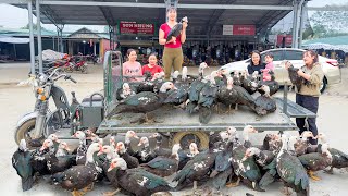 Use 3wheeled Vehicle Harvest Many Geese Goes To Market Sell  Farm Life  Free Bushcraft [upl. by Berl310]