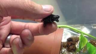 Worlds Smallest Turtle [upl. by Genesia]