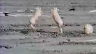 A fight between a male and a female Arctic hare [upl. by Animlehliw]