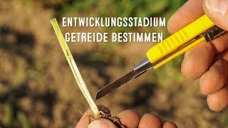 Das Entwicklungsstadium BBCH im Getreide zum Schossbeginn bestimmen  LG Seeds Deutschland [upl. by Faucher898]