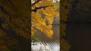 Twin Lakes Park in Fall 🍂 🍁Oct262024 virginiausa townlife [upl. by Pease]