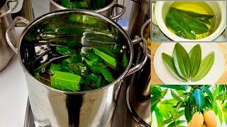 Boil Mango Leaves For These Incredible Health Benefits [upl. by Veradis744]