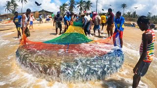 600Kg Of Fish In One Net  Incredible Huge Bunch Of Fish Caught In Seine Net [upl. by Thin]