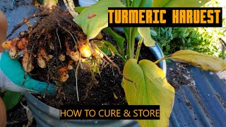 How to Cure and Store Turmeric Harvest [upl. by Elleiad]