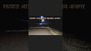 रात्री रस्त्यात महाकाय अजगर आडवं आलं [upl. by Yarvis]