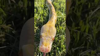 Lavender Albino Reticulated Python [upl. by Norraf844]