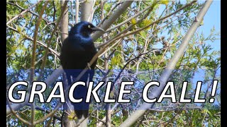 Common Grackle Sounds│Grackle Sings [upl. by Mallis]