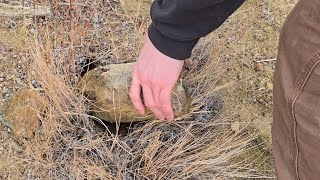 Someone Got Big Red Rockhounding The High Desert of Central Oregon for Plume Agates amp Strange Wood [upl. by Nils]