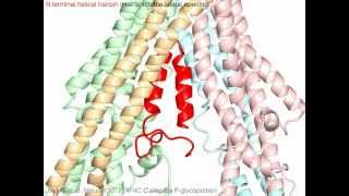 Multidrug ABC transporter Pglycoprotein with sound [upl. by Arratoon]