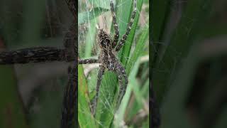 Striped Fishing Spider hiking nature spider naturewalk [upl. by Dnaltruoc]