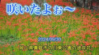 咲いたよぉ～ 岡山県真庭市の川東公園の彼岸花 20240930 [upl. by Brownson]