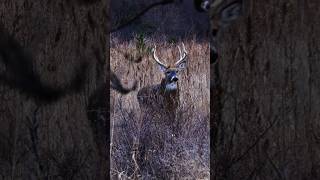 TWO KANSAS GIANTS bowhuntingwhitetails hunting spotandstalk deer [upl. by Grussing489]