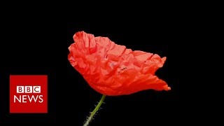 Remembrance Day Why people wear poppies and others dont  BBC News [upl. by Auop]