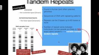 Tandem Repeats 2016 IB Biology [upl. by Rambow]